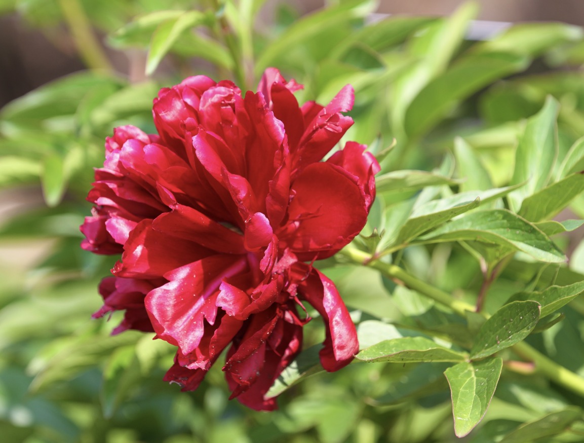 Bijunas 'Red Satin'