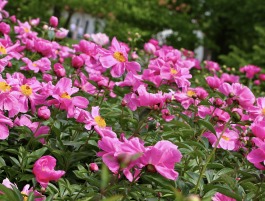 Bijunas 'Vilnietis'