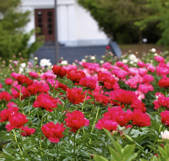 Bijūnai VDU Botanikos sode Kaune