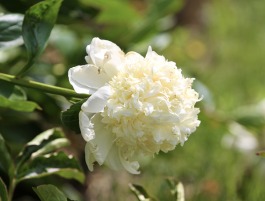 Bijųnas "Charle's White"
