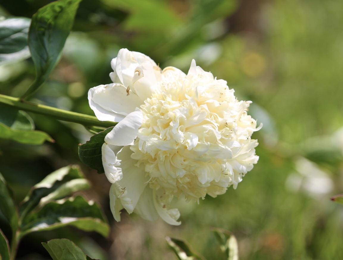 Bijųnas "Charle's White"