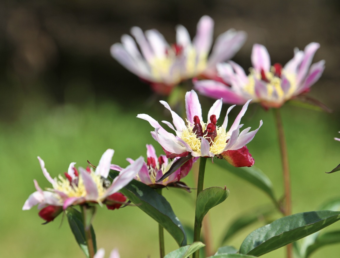 Bijunas 'Daisy Coronet'