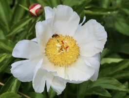 Bijunas 'Maironis'