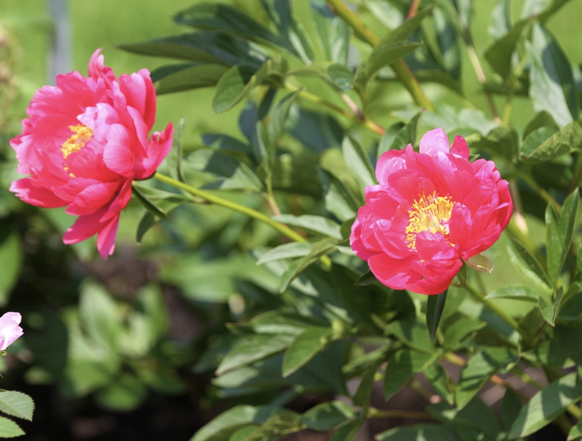 Bijunas 'Raspberry Charm'