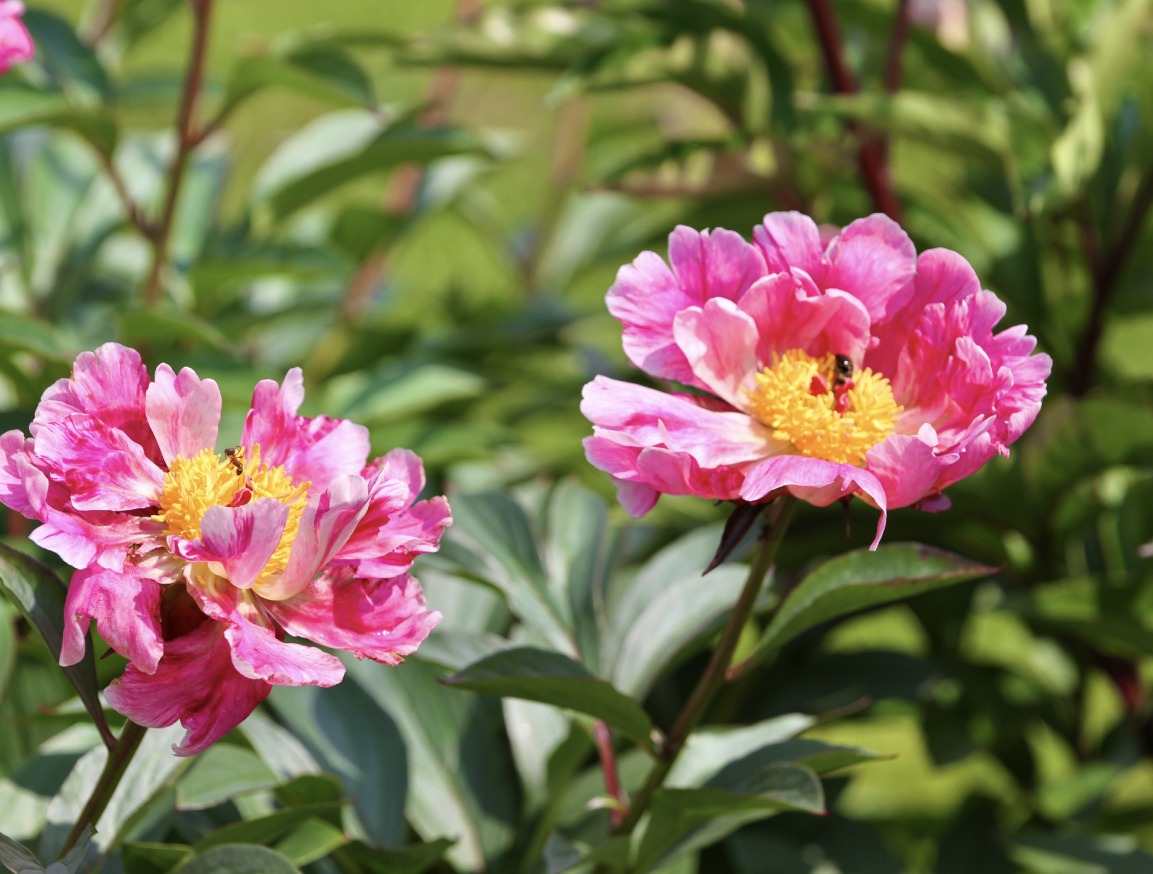 Bijunas 'Raspberry Splash'